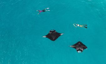 a group of people snorkeling in the ocean , surrounded by large stingrays and other marine life at The Westin Maldives Miriandhoo Resort