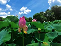 Jingjing Gutian Kangyang Center - วิวภูเขา