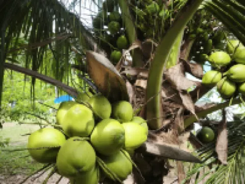 The Secret Garden Homestay Koh yao yai Hotels near Ko Yao Yai