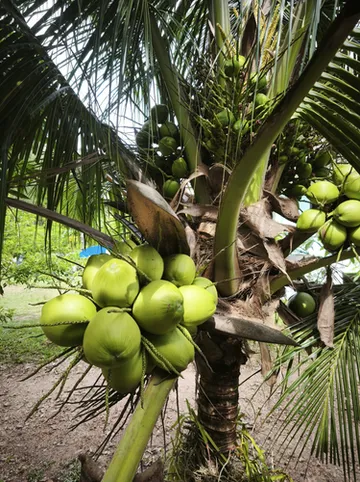 รูปภาพของเดอะ ซีเคร็ต การ์เดน โฮมสเตย์