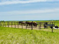 Xiwu Luxury Wild Ranch Hotel, Xilingol - Parking