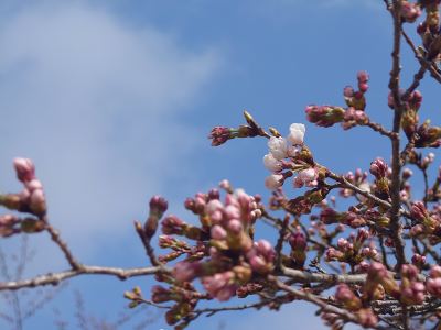 庭 ホテルマウント富士の写真