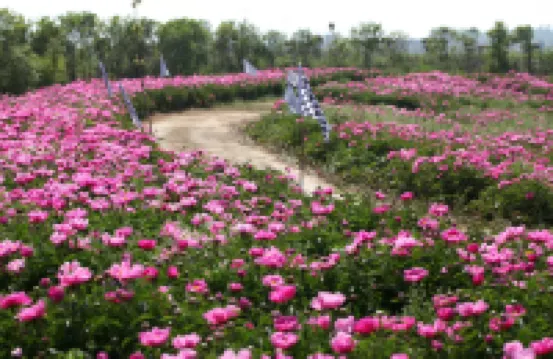 Huizhou International Peony Garden B&B