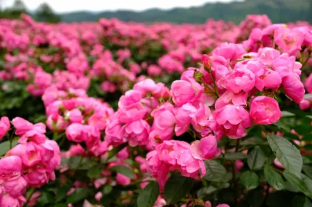 Bloom Farm Campground Отели в г. Шибин