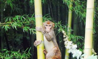 Changzhou Maoshan Forest World Camping Base