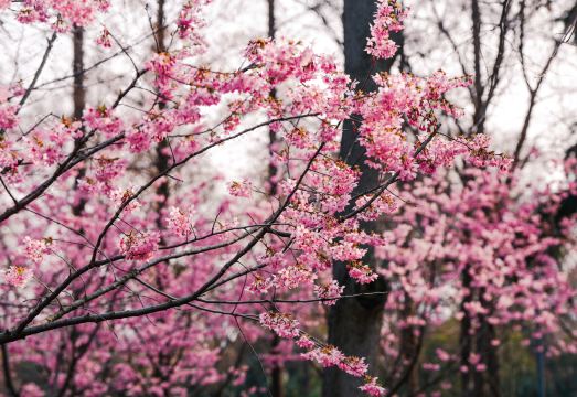 Ascott Xuanwu Lake Room