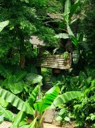 Rainforest Retreat Jingmai