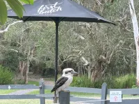 Habitat Noosa Everglades Eco Camp