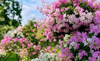 Q+ Xishuangbanna Golden Mango Inn ( jinghong  Gaozhuangxishuangjing Starlight Night Market)