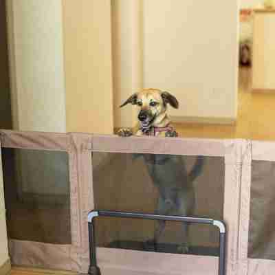 シーガイア・フォレスト・コテージ Rooms