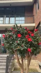 Anxin Jiushu B&B (Xiongan New District Baiyangdian Branch)