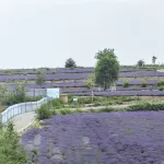 Ruxing Housing Hotel in zona Xinyi Self-Drive Campground (Sayram Lake Branch)