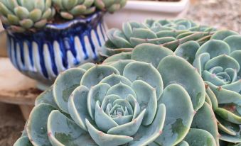 Maitreya Hingzaki Hotel