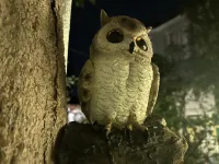 Chujianli·Lanyue Homestay