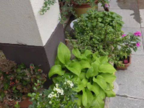 Weishan Wangshuiloutai Homestay Hotels in Weishan