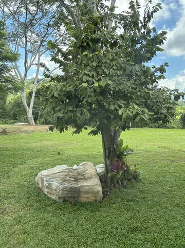 รูปภาพของภูม่านหมอก เขาใหญ่