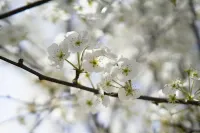 Xiangchunshan · Juangui | Banshan Yinshu (Shuangqiao Valley Scenic Area) - Romantic