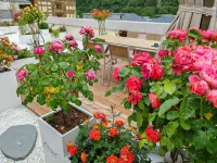 Wen Ruo Gongga No.1 Scenic Courtyard - Gym
