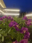 Narat Jinmo Yaju Homestay Hotels in Xinyuan