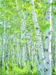 โรงแรมฮากิโอโกะ (สาขา พิพิธภัณฑ์เมืองเออกู่น่า) - วิวภูเขา