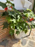 Villa Sol y Mar ideal for groups families golfers - 빌라
