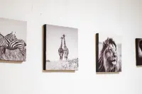 Comfy Stay MR1 & MR2