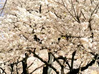 Tokyo Yoshimi home stay Hotel berhampiran Stesen Hikarigaoka