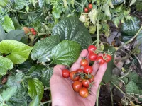Midori Heritage Coffee Farm - Frühstück