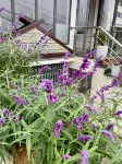 Alu Homestay SaPa