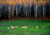 Buerjin Grand Xinjiang Hotel - romantici
