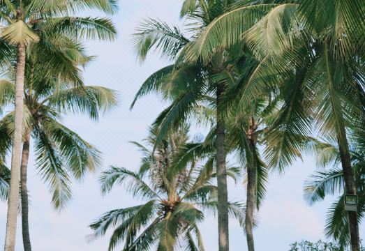 싼야 야룽완 쉐라톤 리조트 호텔의 야외 조경