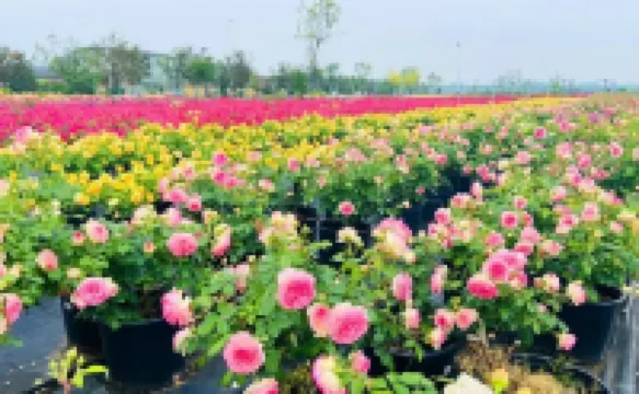 Saishi Rose Garden Homestay