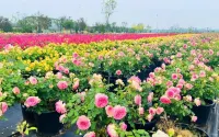 Saishi Rose Garden Homestay Hotels in Jinan