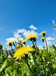 Kanas picturesque mountain residential homestay