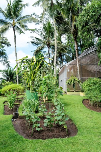 庭 ヴァイスロイバリの写真