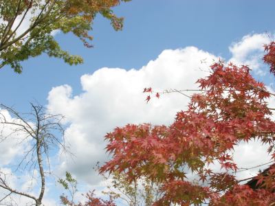 ホテル周辺 旅籠彩くらの写真