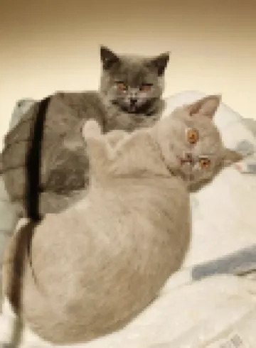 Ancient city hidden homestay