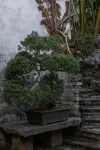 黃山蔓園見山設計師民宿