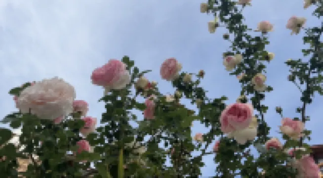 瀘沽湖隱竺レイクビュー美宿