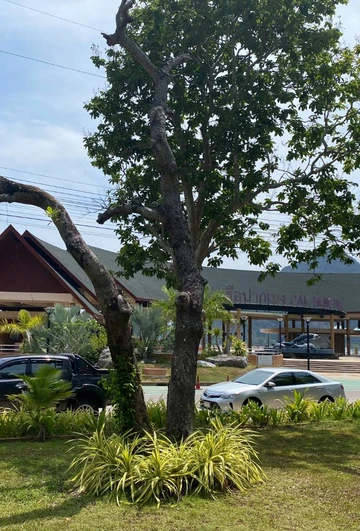 รูปภาพของเลตรัง ท่าเรือปากเมง