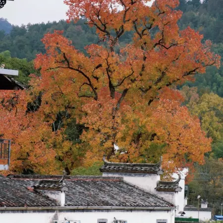 Hongcun Li · Qinghe MIRACLE · WONDERLAND Leisure Courtyard Mountain View Resort Chinese Inn