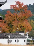 Hongcun Li · Qinghe MIRACLE · WONDERLAND Leisure Courtyard Mountain View Resort Chinese Inn - Scenic