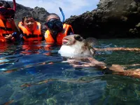 sea otter guest house