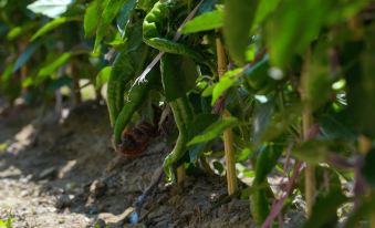 Guitianyuanju Courtyard Homestay