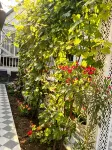 Liuxing Street Linqishe Homestay