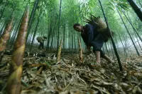 Moganshan Ningxi · NX Designer Luxury Boutique Stay - pemandangan pegunungan