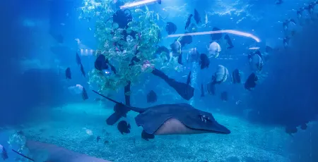 Palace Resort Yalong Bay Sanya Отели в г. Санья