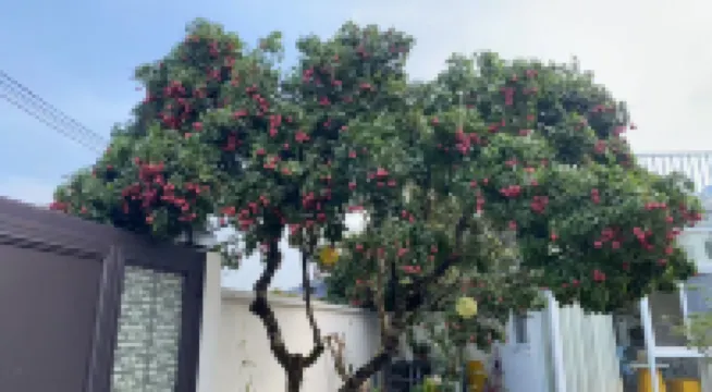 Guangzhou Conghua Bishui Hot Spring • One Mu Liyuan Homestay