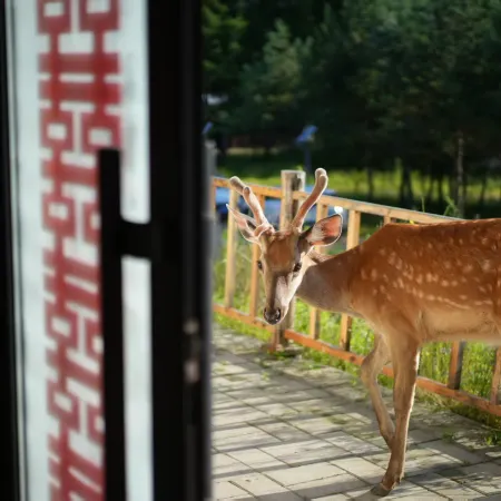 Fenglin Xing'an Deer Garden (Wuying National Forest Park)