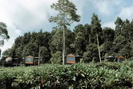 Bobocabin Dieng Pass, Batang